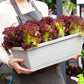 🌼Hot Sale🌼Rectangular Lazy Plastic Flower Pot, Suitable For Home Balcony
